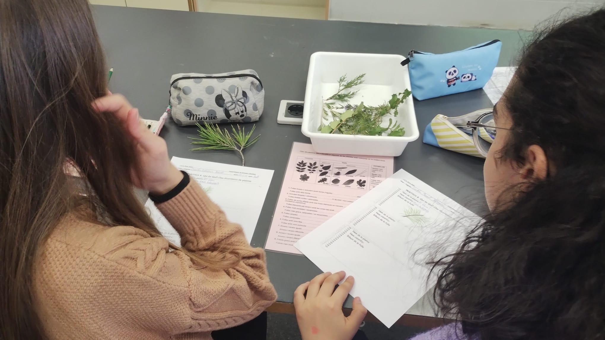 Nenes classificant plantes a classe