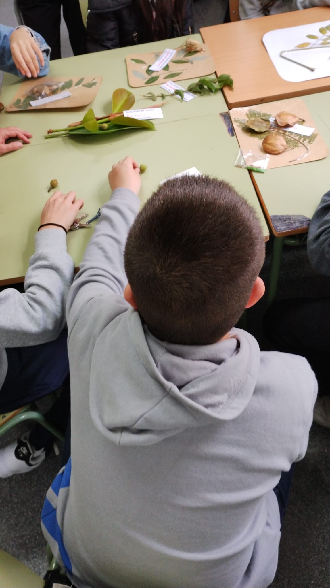 Nens classificant plantes a classe